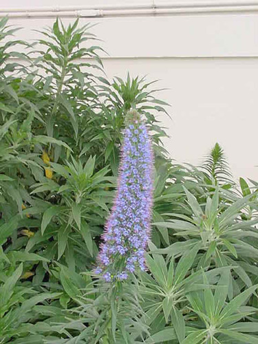 Planta Echium Fastuosum De Madeira Flores Azules