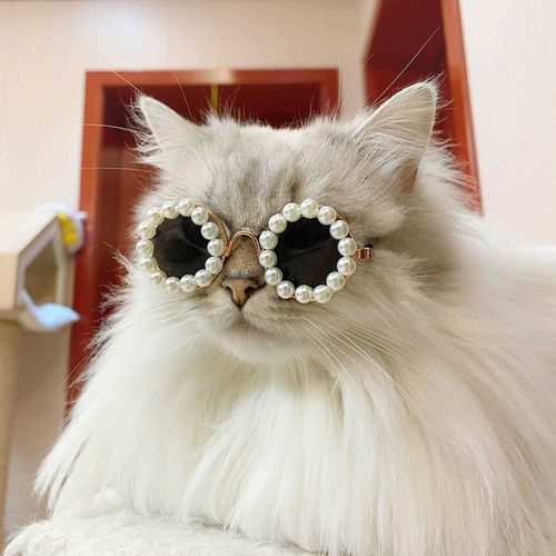 Gafas De Sol Para Gatos, Fotos, Accesorios, Gafas Para Masco
