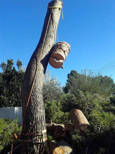 Imagen 2 de 5 de Poda Tala De Arboles Y Áreas Verdes