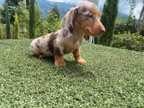 Imagen 3 de 5 de Cachorro Teckel O Salchicha Hembra Arlequin Color Exótico
