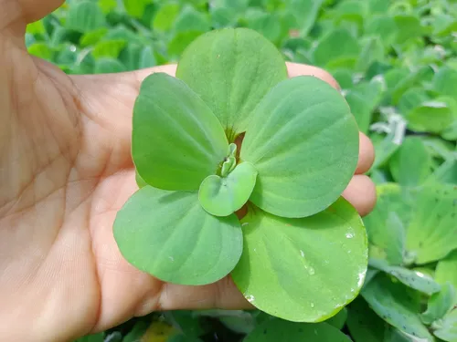 5 Plantas De Lechuga De Agua (pistia Stratiotes)