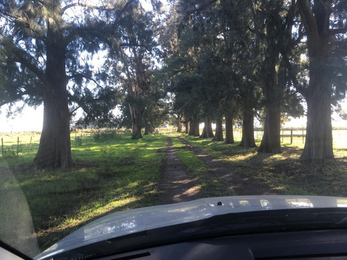 Imagen 12 de 30 de Campo En Venta En Arditti | Ruta 11-km.57 (110 Has)