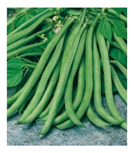 Poroto Enano Verde (mendoza)-frijol-judias A Granel 500grs