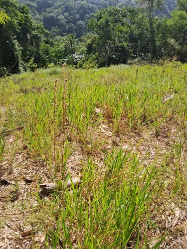 Vende-se Terreno Santana De Parnaiba