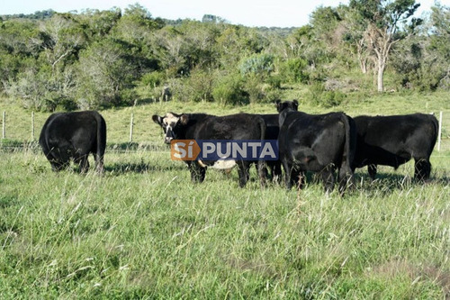 Imagen 1 de 30 de Campo Turistico Cerca De Punta Del Este
