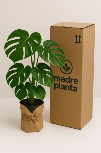 Dieffenbachia Laguna M12 Planta De Interior Laguna