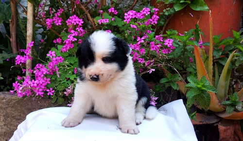 Lindo Cachorrito Border Collie Tradicional Linea De Belleza