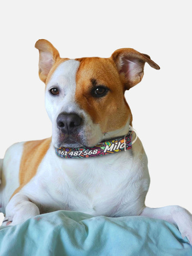 Collar Ajustable Mascotags Para Perro Personalizado