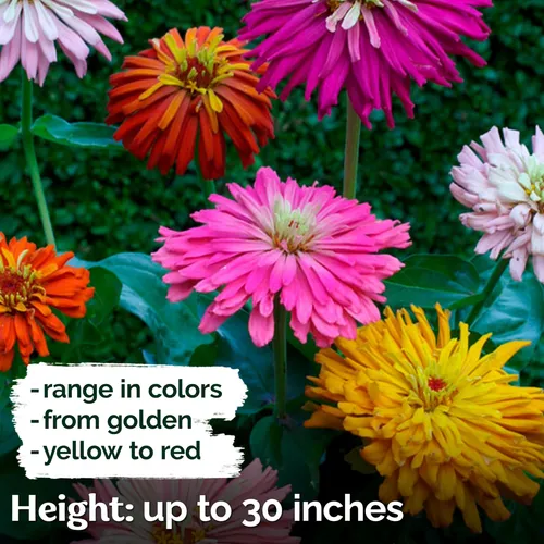 Kviter 1000 Semillas De Zinnia De Cactus Gigantes Para 2025