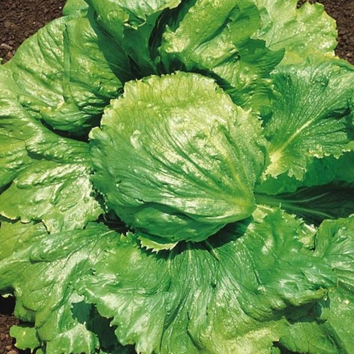 Semillas De Lechuga Americana Para Huerta En Casa