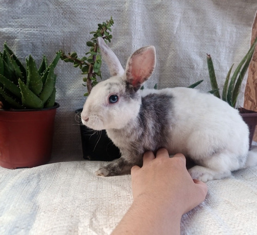 Conejos Enanos Mini Rex
