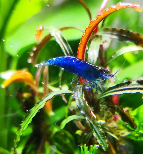 Imagen 2 de 10 de Shrimp Pellets Comida Alimento Peces Gamba Acuario Omega 61g
