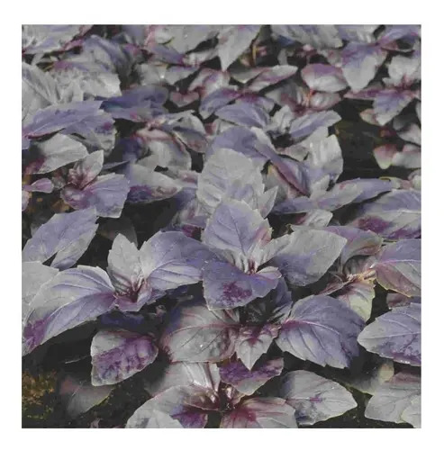 Sementes Manjericão Roxo (basilicão) Topseed