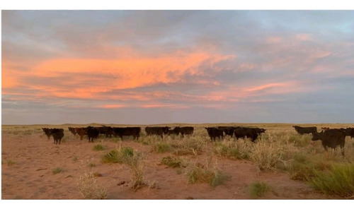 Venta Campo Ganadero 25000 Hectareas La Pampa Y Mendoza Agua