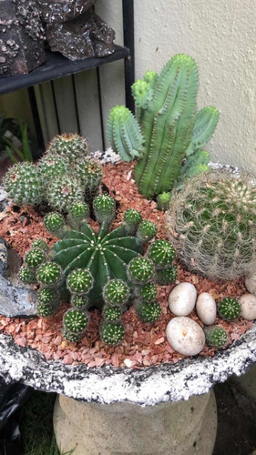 Imagen 2 de 11 de Plantas Suculentas