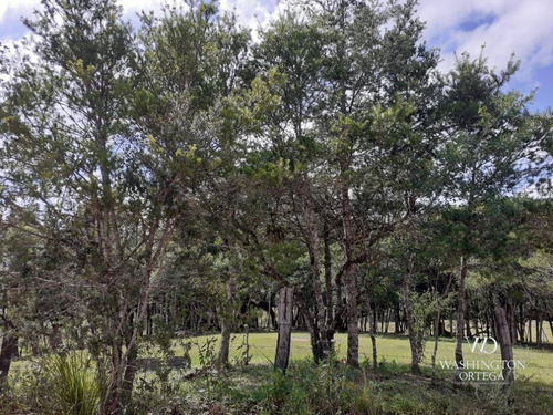 Imagem 10 de 21 de Chácara À Venda, 8500 M² Por R$ 260.000,00 - Zona Rural - São José Dos Pinhais/pr - Ch0060