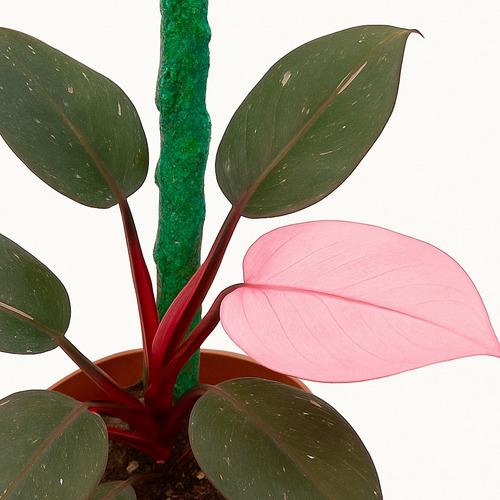 Philodendron Pink Princess Tamaño Grande | Vivero Kaki -