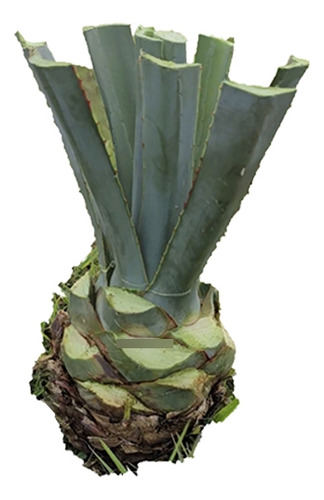 20 Plantas De Agave Azul Mezcal De Jalisco