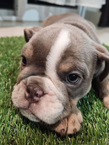 Cachorros Bulldogs Inglés Hembra Y Macho 