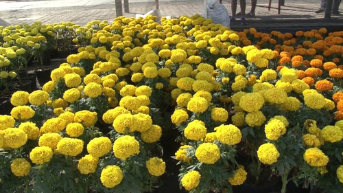 Cempasuchil Doble Mix 50 Semillas Fácil Requiere Sol Sdqro2