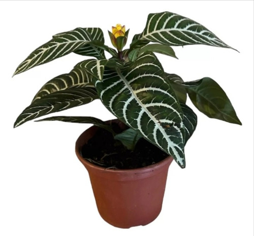 Aphelandra Planta Ornamental