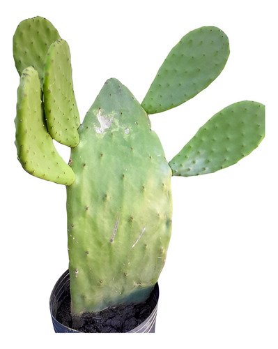 Cactus Opuntia Nopal 65 Cm En Maceta - Planta Única