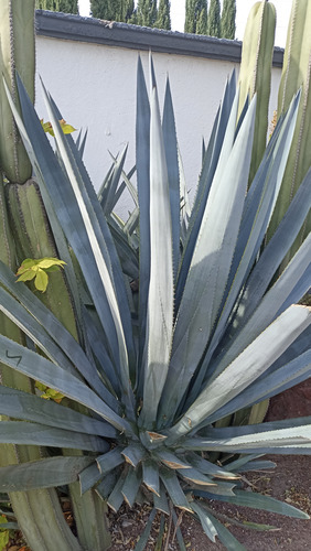 Agave Tequilana Weber, Agave Azul, 100 Semillas, Nv