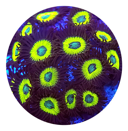 Zoanthus Vulcan Blood De 8 A 10 Pólipos
