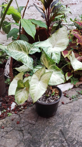 Syngonium Podophyllum Planta De Interior Y Exterior Easycare