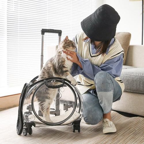 Mala De Estimação Para Gatos Claro C-limpar C-limpar Claro
