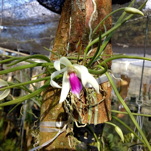 Orquídea Leptotes Bicolor (muda Sem Flor) | Parcelamento sem juros