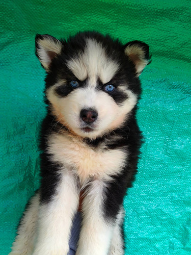 Imagen 5 de 10 de Husky Siberianos