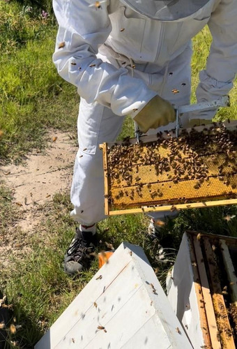 Núcleo De Abejas