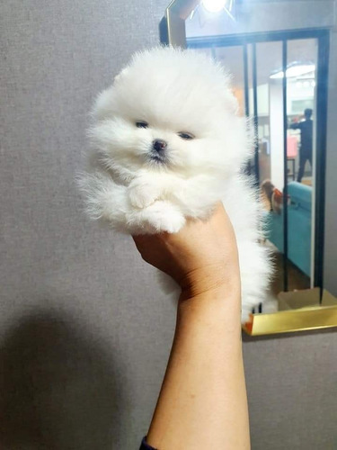 Spitz Alemão Anão