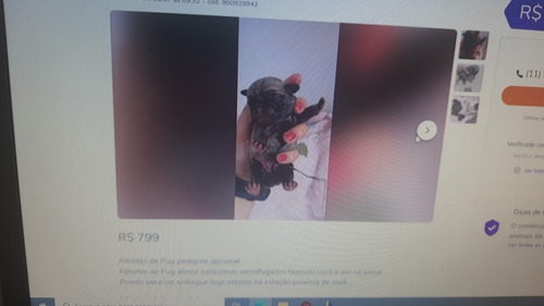 Imagem 2 de 3 de Cachorros