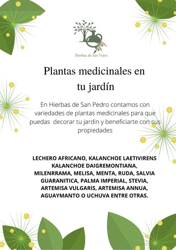 Kalanchoe Daigremontiana , El Aranto Prodigioso, Organico
