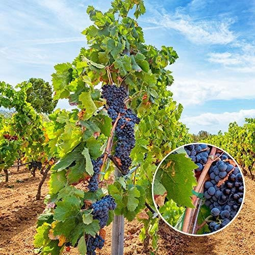 Garden String Tomato Plant Tie Cotton Twine Soft Stretchy 3