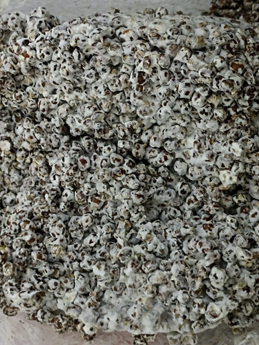 Micelio Semilla Melena De León 1.5 Kg