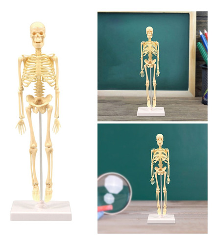 . Anatomía Esqueleto Modelo Pantalla Educativa
