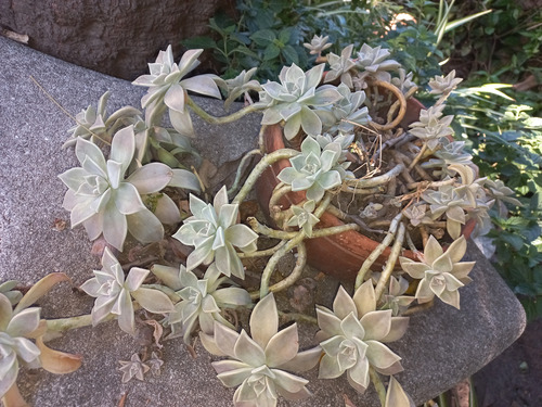 Suculenta Graptopetalum Paraguayense Varias Plantas C/maceta