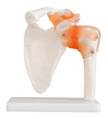 Modelo Anatomico Articulacion Hombro Tamaño Natural
