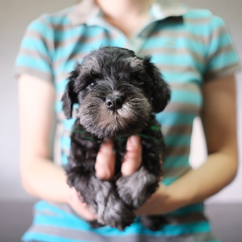 Imagen 5 de 7 de Schnauzer Miniatura Hembra Con Pedigree Kcu