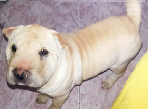 Shar Pei