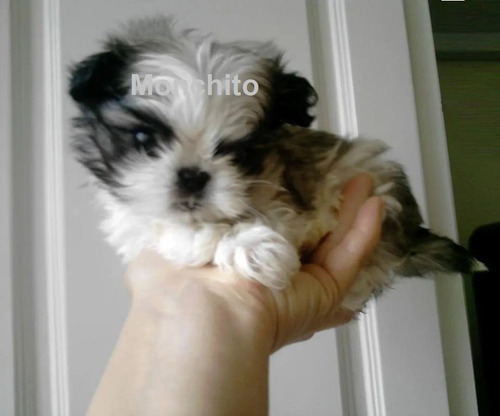 Preciosa Shitzu Cachorra Pura Shih Tzu Shihtzu Bella