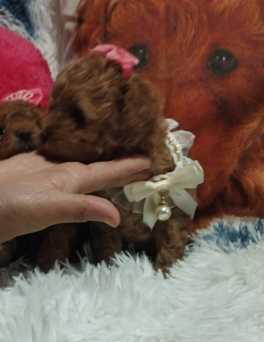Poodle Apricot Intenso Toy