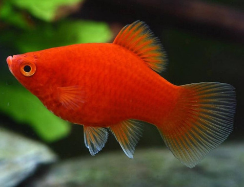 Peces Platy Ruby  Acuarios En Casa 