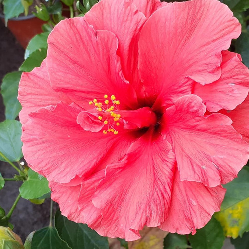 Imagen 5 de 8 de Rosa China (hibiscus Rosa) M14