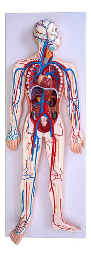 Modelo Sistema Circulatório Sangue Em Prancha - Anatômico