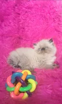 Comprar Gatito Persa Himalayo Extremo Seal Point