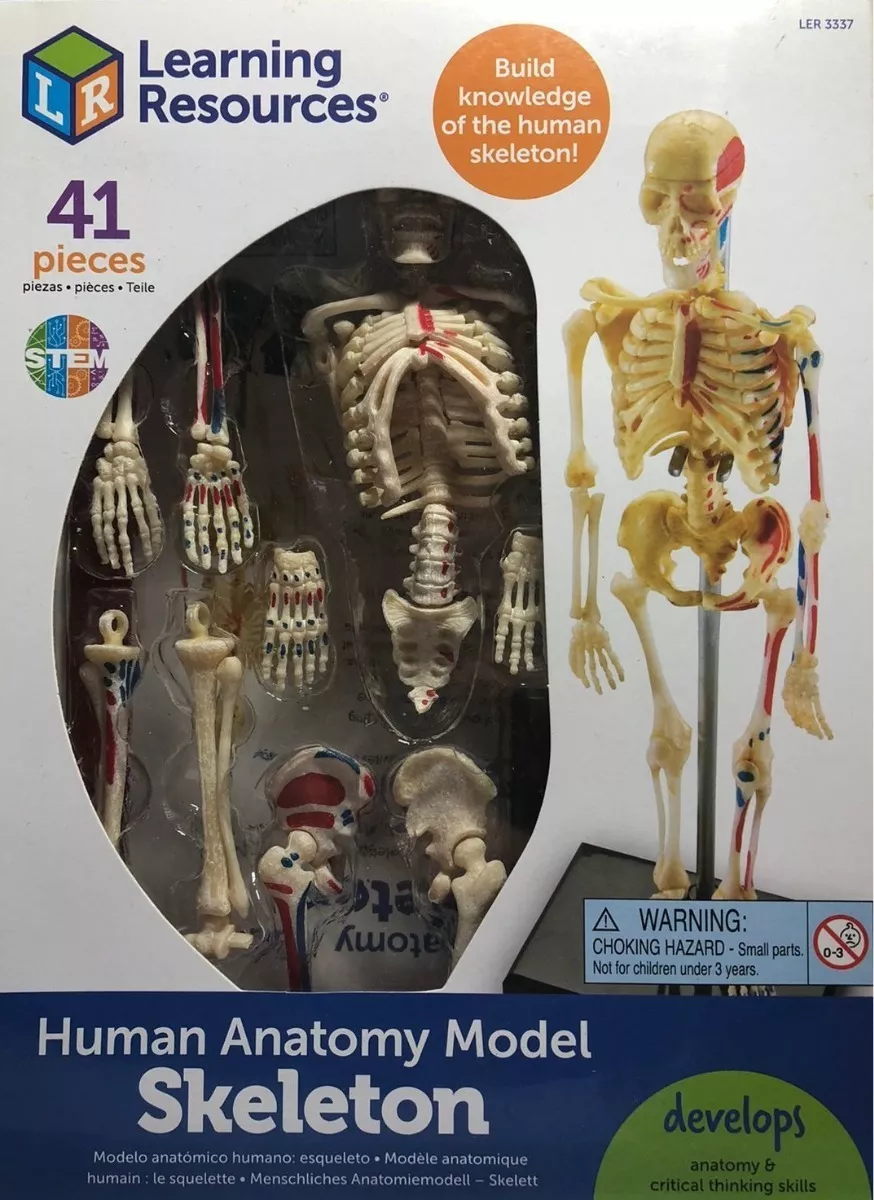 Primera imagen para búsqueda de modelo anatomico